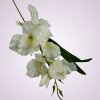 MP19002 gladiola-pure white