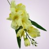 MP19002 gladiola-yellow tch