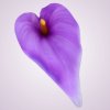 MP19005 kala - lavender