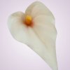 MP19005 kala- lt. peach