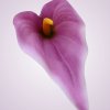 MP19005 kala - mauve