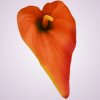 MP19005 kala - orange