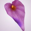 MP19005 kala - purple