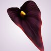MP19005 kala - wine