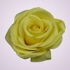 MP216434 ruža -yellow