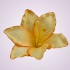 MP216500 ľalia - peach tch