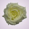 MP217192H ruža - cream/white