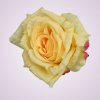 MP217192H ruža - peach / yellow