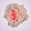 MP217192H ruža - pink