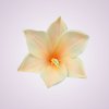 MP223327 ľalia - peach tch