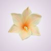MP223327 ľalia - lt peach