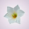 MP223327 ľalia - white