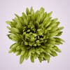 MP25108 chryzantéma aut green