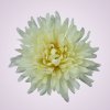 MP25108 chryzantéma cream