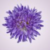 MP25108 chryzantéma  lt lilac