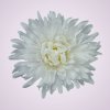 MP25108 chryzantéma white