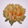 MP435 chryzantéma-lt peach