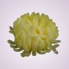 MP435 chryzantéma - lt yellow