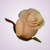 MP980110-ruža peach