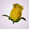 MP980110-ruža yellow
