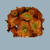 RH9911 hortenzia-brown