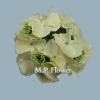 RH9911 hortenzia- cream