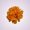 RS1008 chryzantéma -yellow orange