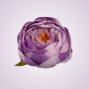 RS234395 pivónia - lt-lilac-tch