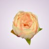 RS234395 pivónia - lt-peach-tch 05