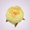 RS234395 pivónia - lt-yellow-18