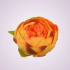 RS234395 pivónia - orange-brown-tch-07