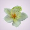 W017orchidea - cream