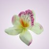 W017orchidea -  cream/pink