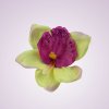 W017orchidea -  cream/purple