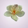 W017orchidea - ivory