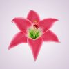 W661 ľalia - hot-pink