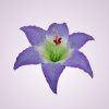 W661 ľalia - lilac-green