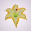 W661 ľalia -tt-yellow