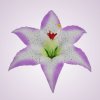 W661 ľalia -white-lilac