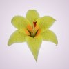 W661 ľalia -yellow-peach