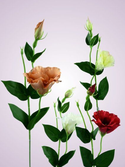 SUN357 lisianthus