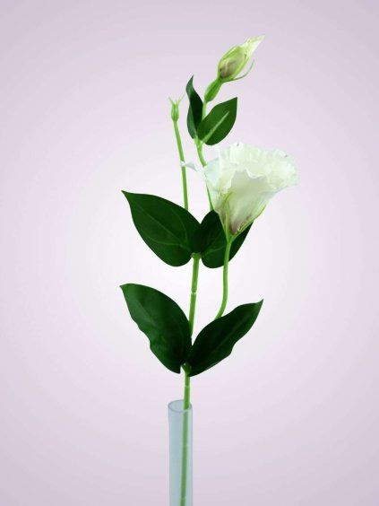 SUN357 lisianthus kus. WHITE DIRTYGREEN