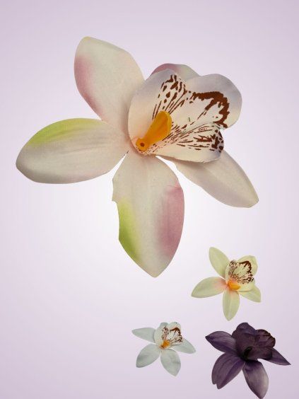 65792 orchidea H