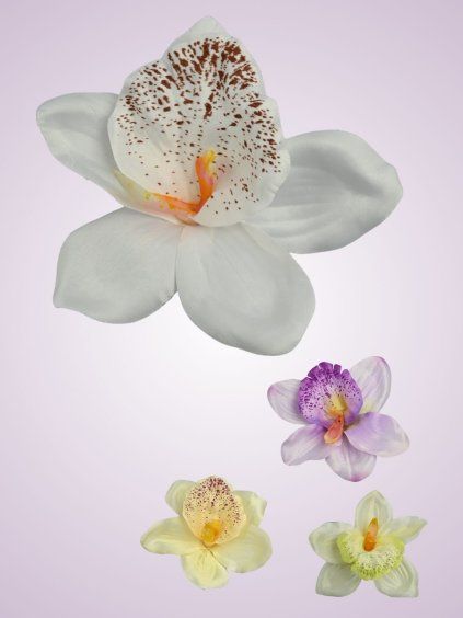 W017 orchidea
