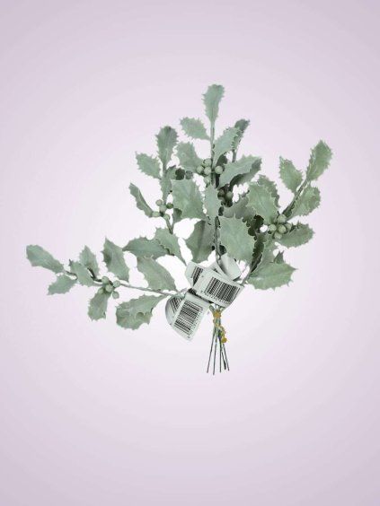 831660 mahonia 1