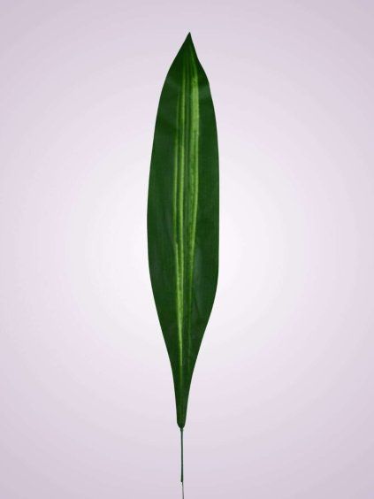 0546S 001 LIST DRACENA