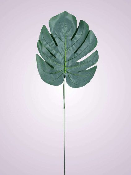 0546S 10 LIST MONSTERA