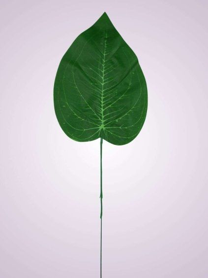 0546S 10 LIST MONSTERA