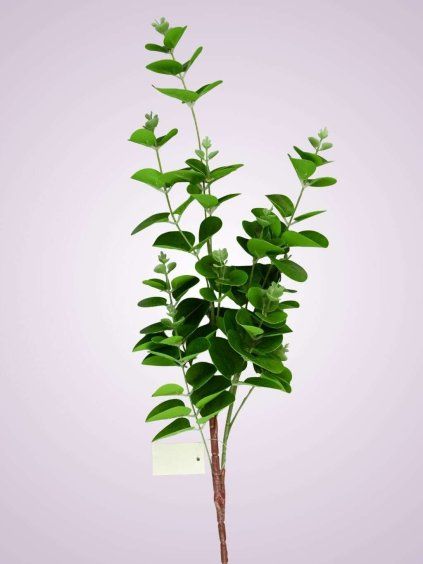 EUKALYPTUS BL050 GREEN