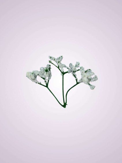 C20028 gypsofila white